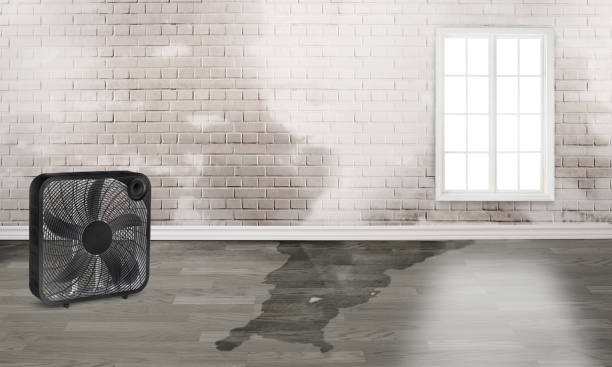 Best 24-hour water damage restoration  in Palm Springs North, FL